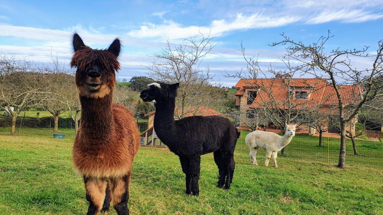 Hotel 3 Alpacas La Campa Exterior foto