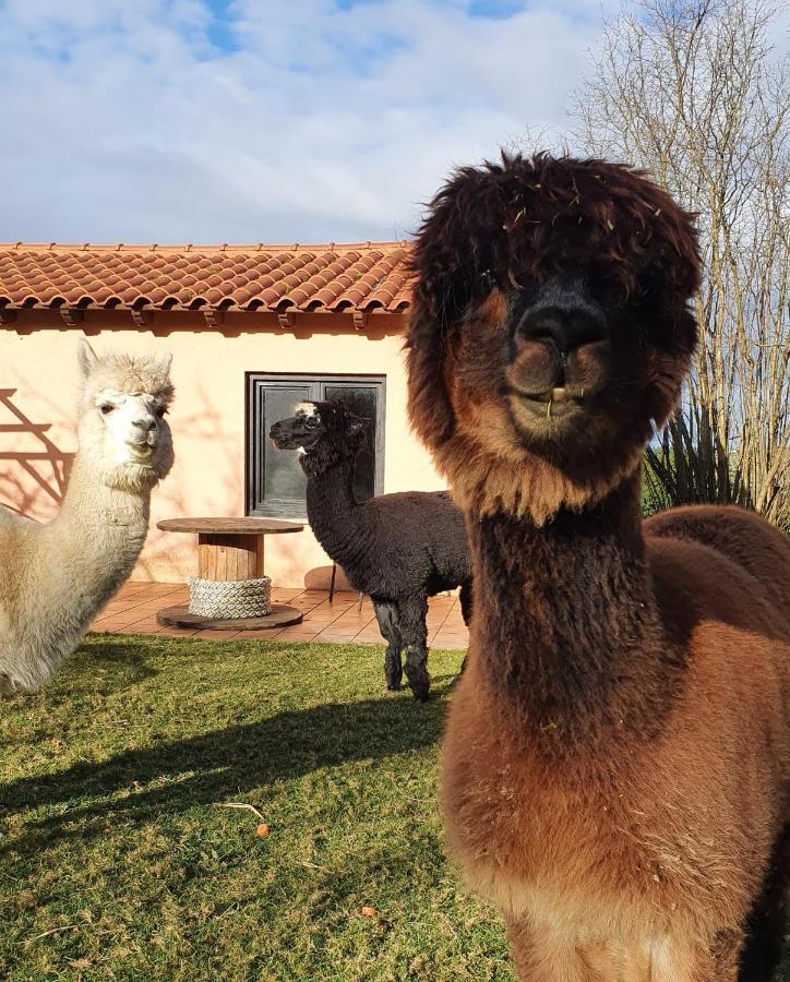 Hotel 3 Alpacas La Campa Exterior foto