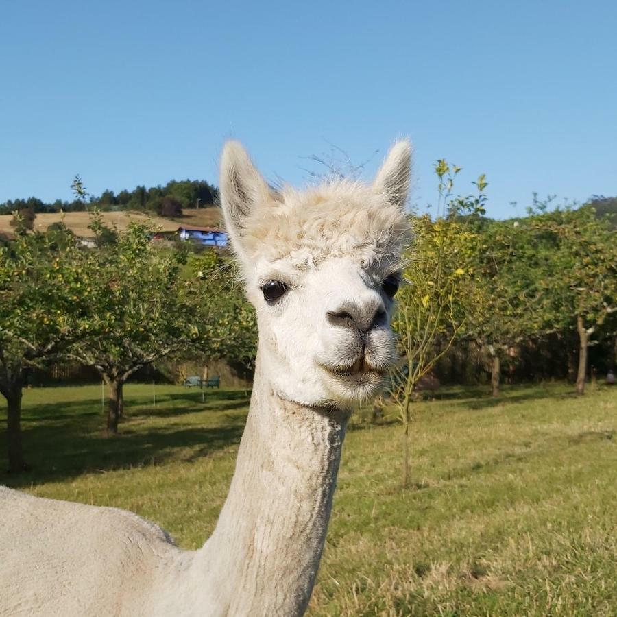 Hotel 3 Alpacas La Campa Exterior foto